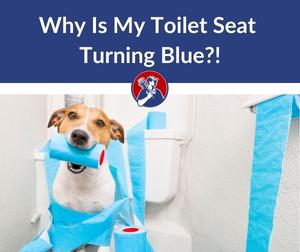 Why Is My Toilet Seat Turning Blue (1)