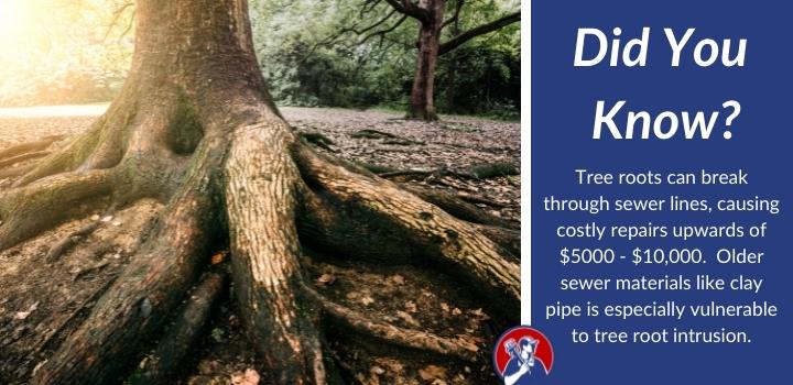 did you know How To Get Rid Of Tree Roots In Sewer Line